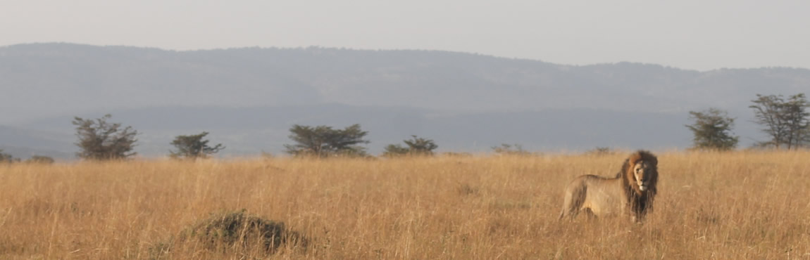 ngorogoro2 1150x370px