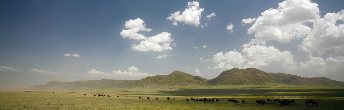 serengeti4 1150x370px