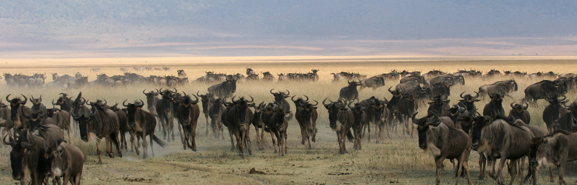 serengeti 1150x370